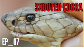 SNOUTED COBRA Naja annulifera COBRASERIES EP07 ramspophioworld [upl. by Terrell]