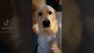 🤣🤭 muahah  90 Tage Gefängnis  🤣😂 goldenretriever welpe funny memes puppy puppies welpe [upl. by Rickard]