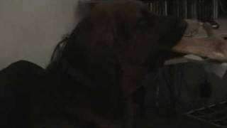 Wimsey watches Cesar Millan [upl. by Rose480]