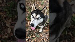 Husky food videos [upl. by Dorreg952]