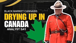 Survey Reveals TwoThirds of Canadian Consumers Choose Legal Cannabis Exclusively [upl. by Riker]