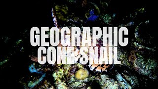 Geographic Cone Snail [upl. by Nickerson725]