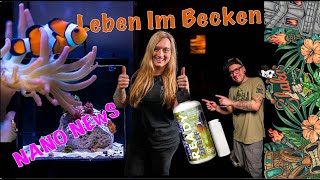 Anemonen Projekt Update Leben Kommt Ins Nano Meerwasser Aquarium Fauna Marin Ready 2 Reef [upl. by Ganley]