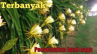 Panduan cara Penyerbukan buah naga malam hari [upl. by Cliffes]