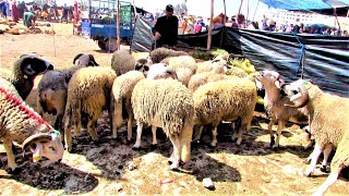 بث مباشر ثمن الحولي سوق الثلاثاء إنزكان 16062024 أكبر حولي ممكن تشوفو في عيد الاضحى 2024 inezgane [upl. by Muldon]