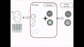 Role of lipidbased lyotropic liquid crystals – Video abstract ID 103505 [upl. by Frank]