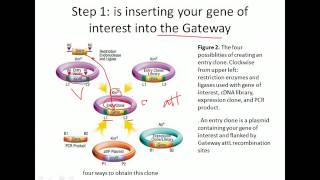 Gateway cloning system [upl. by Ribal]