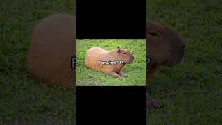 Hey Capybara Hey Pelican capybara funnymemes funny shorts [upl. by Berke]