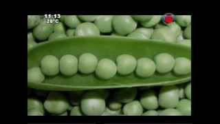 Diferencias entre hortalizas verduras y legumbres 28012015 [upl. by Bromley]