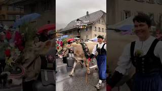 🐄✨🌸 AlpineDescent Alpabzug EntlebucherAlpabzug Schüpfheim SwissTraditions SwissCulture cow [upl. by Rostand]