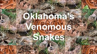 Oklahomas Venomous Snakes [upl. by Priest]