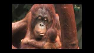 Baby OrangUtan im Zoo Krefeld geboren [upl. by Renner632]