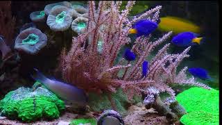 Chrysiptera parasema and Chrysiptera springeri in a reef aquarium [upl. by Melania74]