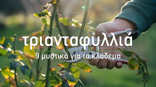 🌹 Κλάδεμα τριανταφυλλιάς για αύξηση της ανθοφορίας  Τα Μυστικά του Κήπου [upl. by Cypro]