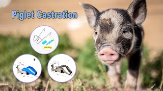 How to Castrate Pigs By Castration device  Quick amp Easy  Piglet Castration [upl. by Kan]