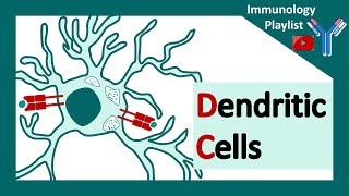 Dendritic cells  professional antigen presenter  Antigen presenting cell  Role of dendritic cells [upl. by Woothen709]