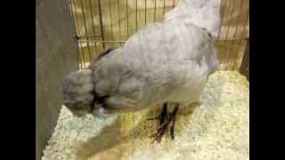 Englische Araucanas Araucanas National Poultry Show UK [upl. by Ulani]