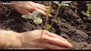 Planter des fraisiers [upl. by Amehr125]