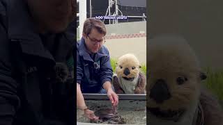 Horseshoe Crabs marinebiology otter [upl. by Iolande417]