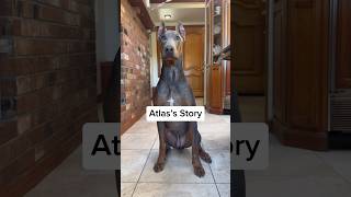 Atlas has been ADOPTED 🎉💙🥳 rescuedogs dogsofyoutube fosterdog doberman dobermanpinschers [upl. by Iroc59]