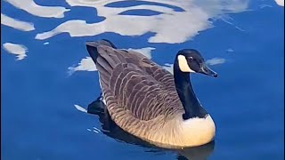 ONE THE BEST 35sec SHOWCASING😃 CANADA GOOSE SHOWCASES📣 PREENING😃😃 asmr nature [upl. by Yelyab]