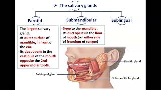 Salivary Gland Cancer  What Is It What are the Symptoms and Treatment Head and Neck Cancer [upl. by Britton]