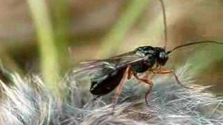 Parasite wasp Braconidae [upl. by Bronnie]