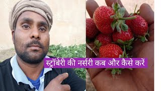 स्ट्रॉबेरी की नर्सरी कब और कैसे करें  When and how to cultivate strawberries [upl. by Yerfoeg]