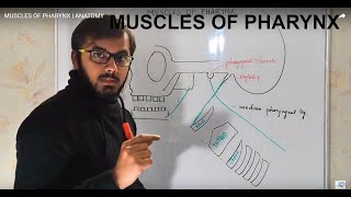 MUSCLES OF PHARYNX  ANATOMY [upl. by Alexina291]