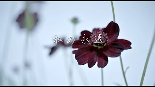 私の永遠ALICes黒崎真音×神田沙也加 Music Video [upl. by Suivatnom]