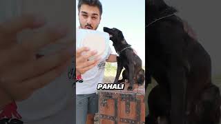 Ucuz vs Pahalı Salam Testi köpeğimle [upl. by Llehsam479]