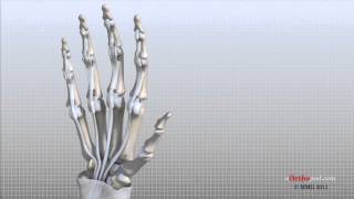 Hand Anatomy Animated Tutorial [upl. by Dlaniger]