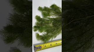 MYRIOPHYLLUM SCABRATUM EASY FLUFFY PLANT for sale [upl. by Olodort]