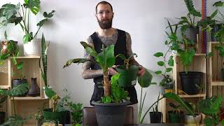 How to Propagate Banana Plants  Dwarf Cavendish Care [upl. by Ehcropal714]