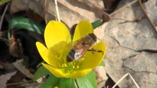 Honey bee collects pollen from winter aconite [upl. by Yenruogis]