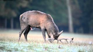 Hirschbrunft im Sauerland [upl. by Thaddaus]