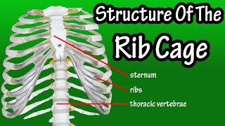 Structure Of The Rib Cage  How Many Ribs In Human Body  What Is The Sternum [upl. by Gladine]