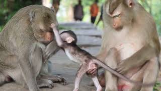 mom playing with son monkey baby cute [upl. by Hillier989]