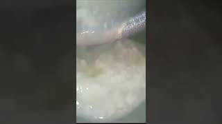 1 LITER MILK SE BOWL BHR K RASGULLE RECIPESIRF ONE INGREDIENT shortvideo [upl. by Lamag]