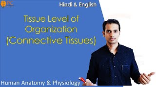 Tissue Level of Organization Part 2 Connective Tissue  Human Anatomy and Physiology [upl. by Heber]